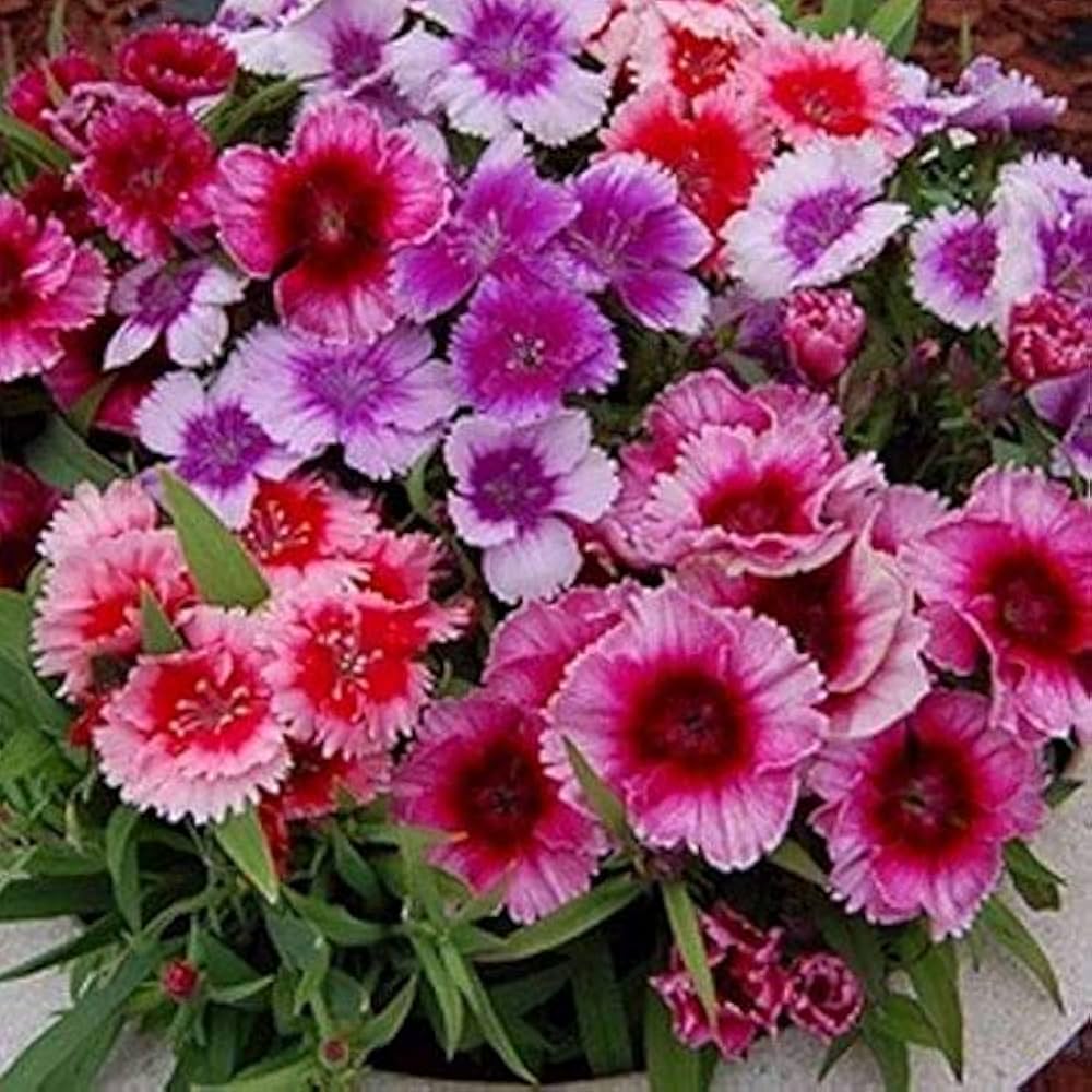 Dianthus Velvet N Lace Seeds for Planting Dianthus Barbatus flower bed cottage garden Heirloom Non-GMO Seeds
