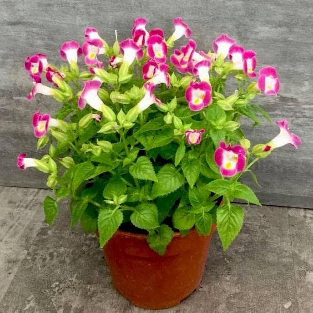 Torenia Fournieri Flower Seeds for Planting in Shade Garden and Flower Bed Heirloom Non-GMO Seeds