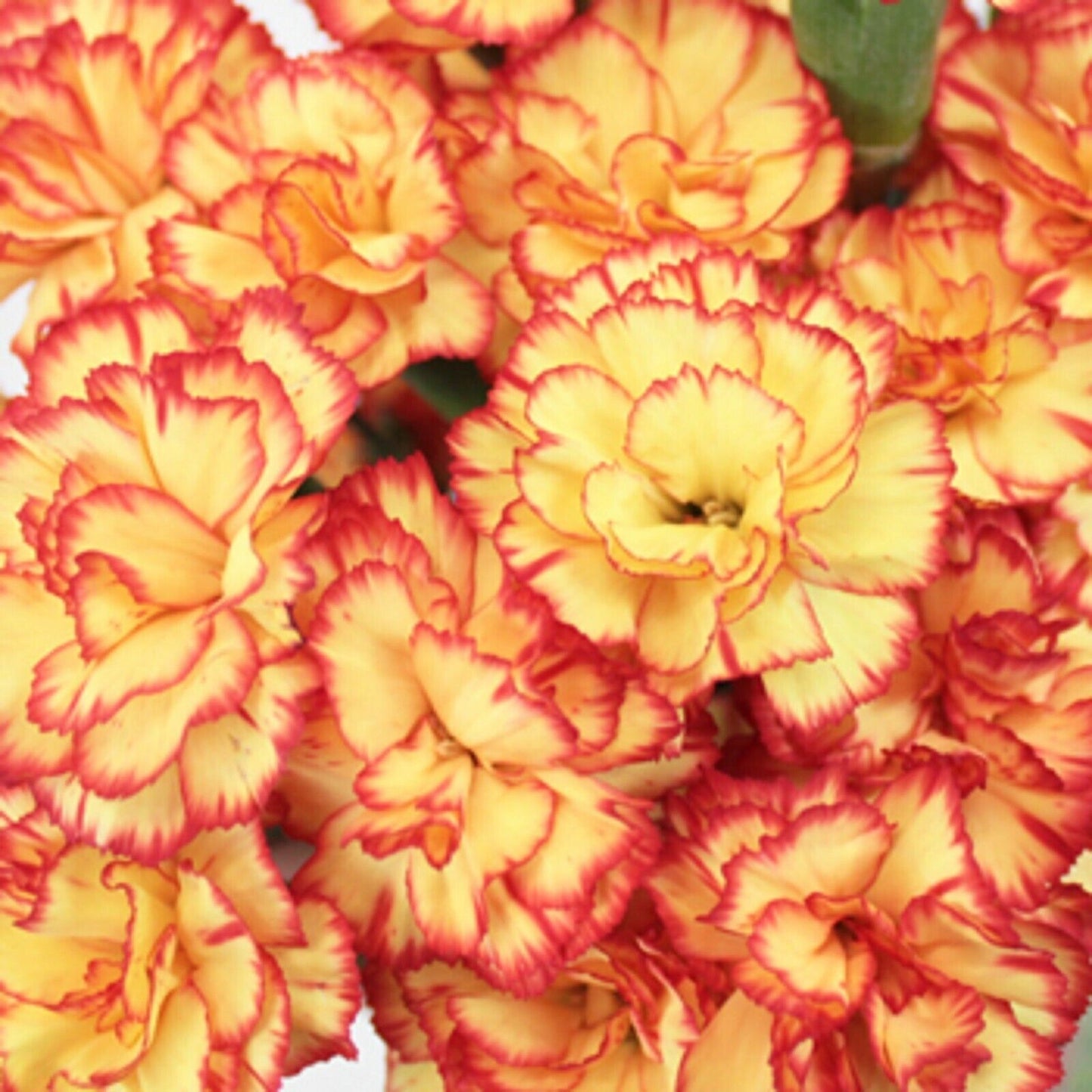 Orange Carnation Dianthus caryophyllus Seeds for Planting in Flower Bed & Garden Heirloom Non-GMO Seeds