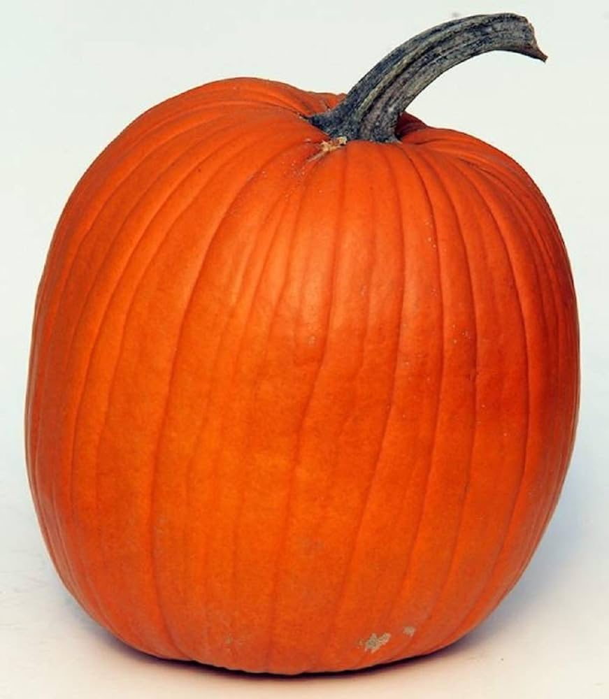 Howden Biggie Pumpkin Cucurbita pepo Seeds for Planting in Vegetable Patch for Planting, Premium Seeds | Heirloom Non-GM