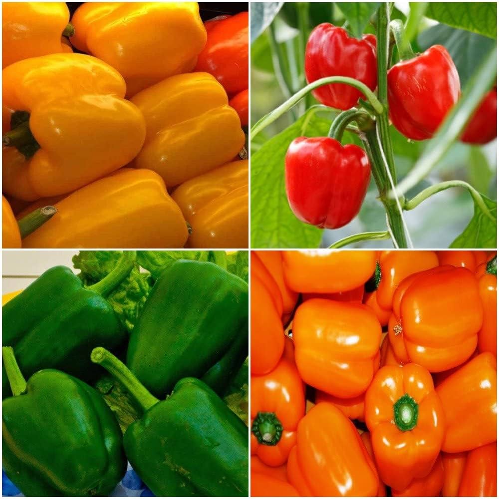 Capsicum Seeds for Planting Capsicum annuum for home gardens and urban containers for Planting, Premium Seeds | Heirloom