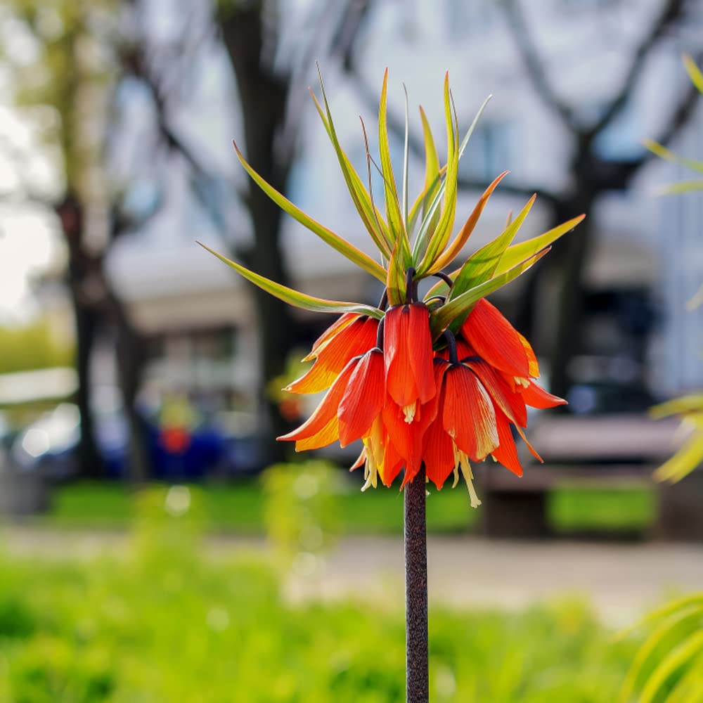 Fritillaria Imperialis Seeds for Planting Fritillaria imperialis for flower beds and spring gardens Heirloom Non-GMO See