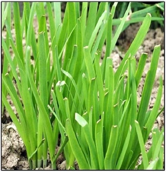 Garlic Chive Allium tuberosum Seeds for Planting in Herb Garden & Urban Garden for Planting, Premium Seeds | Heirloom No