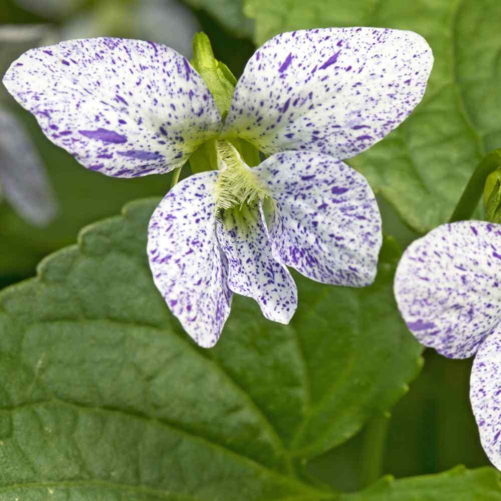 Viola Viola tricolor Seeds for Planting in Flower Bed and Container Garden Heirloom Non-GMO Seeds