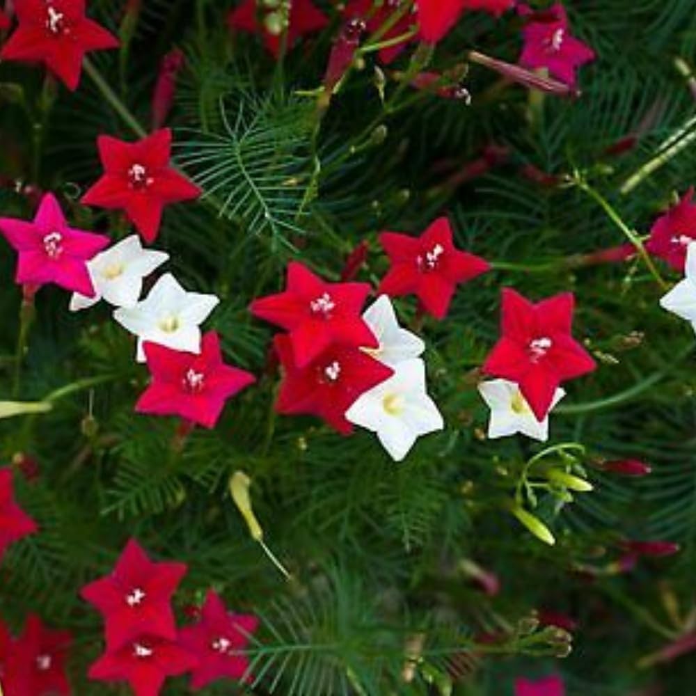 Cypress Vine Ipomoea quamoclit Seeds for Planting in Vertical Garden Heirloom Non-GMO Seeds