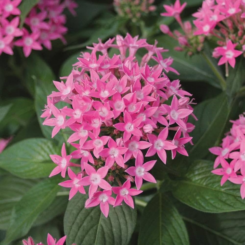 Penta Flower Seeds Penta lanceolata for Planting in Flower Bed Heirloom Non-GMO Seeds