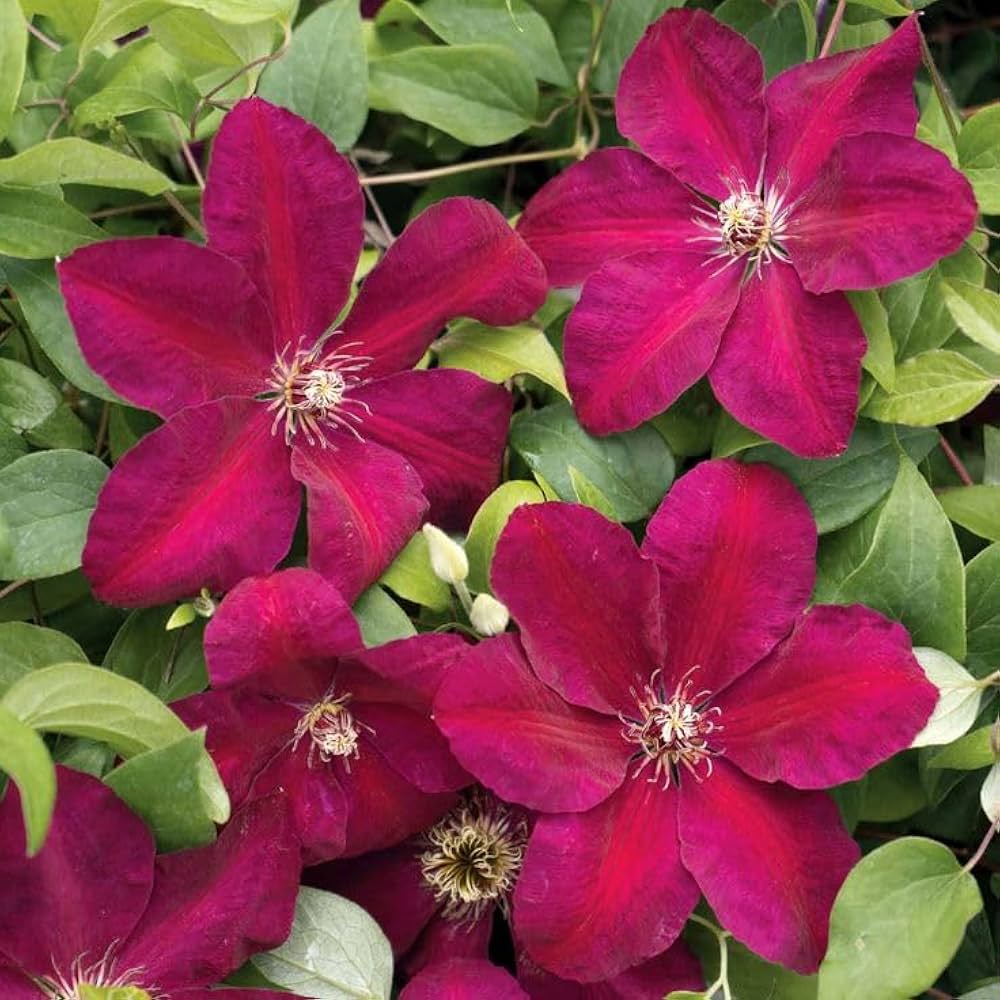 Clematis Vine Seeds for Planting Clematis vitalba for fences and flowering arches Heirloom Non-GMO Seeds