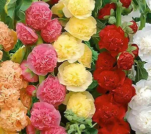 Mixed Hollyhock Alcea spp Flower Seeds for Planting in Flower Bed Heirloom Non-GMO Seeds