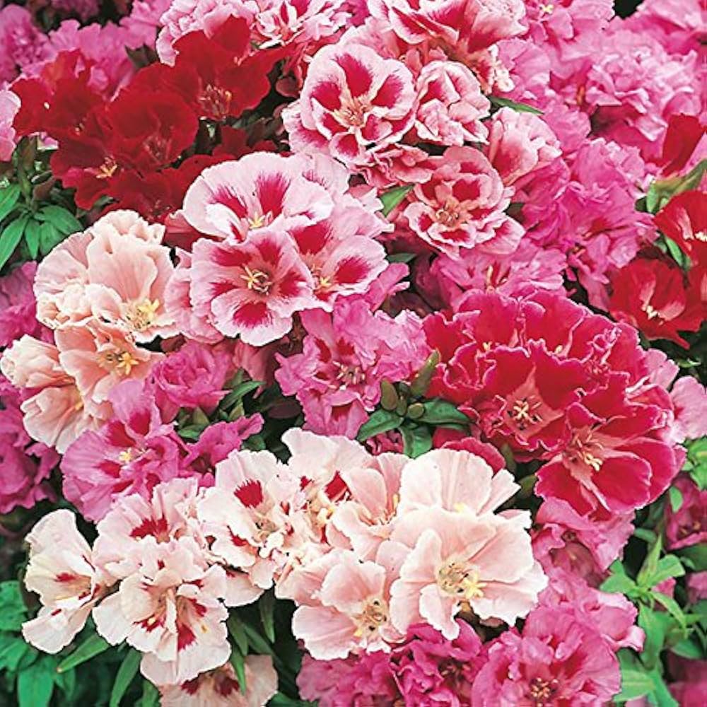 Godetia Seeds for Planting Clarkia amoena for flower beds and wildflower gardens Heirloom Non-GMO Seeds