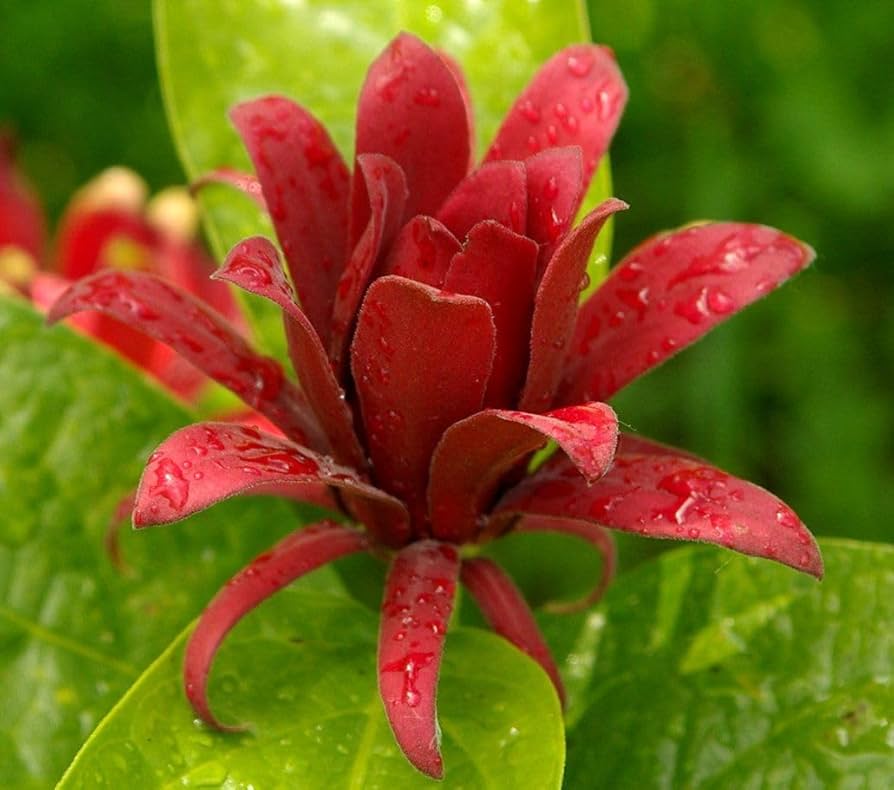 Calycanthus Floridus Seeds for Planting for Flower Bed Heirloom Non-GMO Seeds