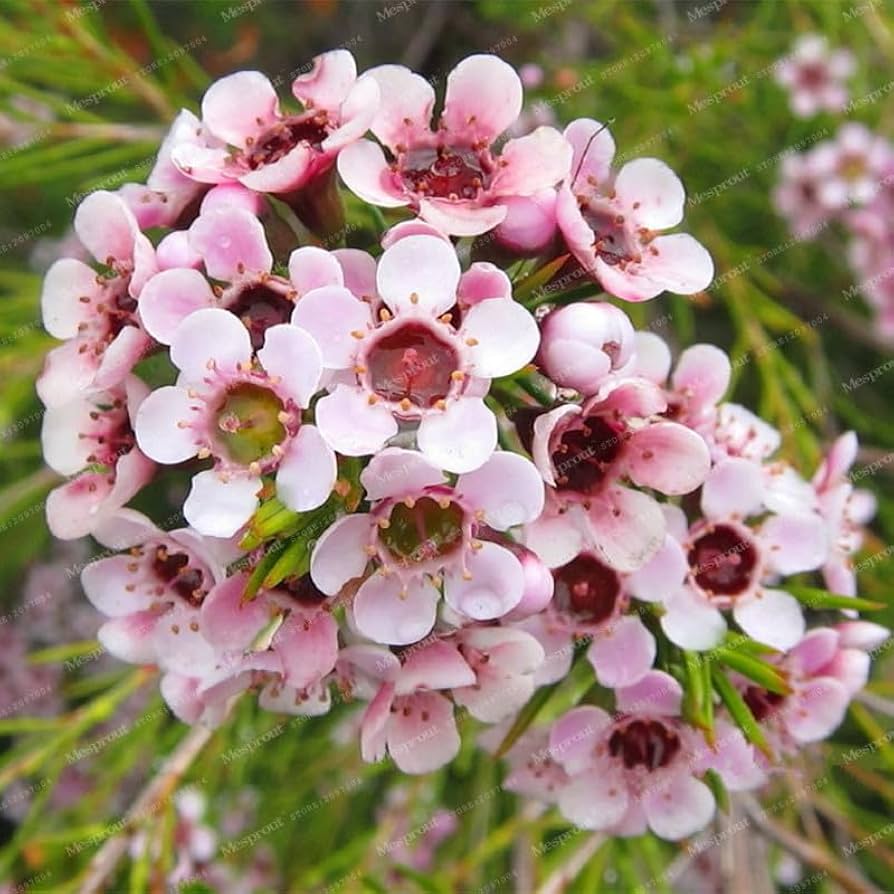 Mischfarbe Geraldton Wachsblume Eremophila spp. Seeds for Planting in Flower Bed Heirloom Non-GMO Seeds