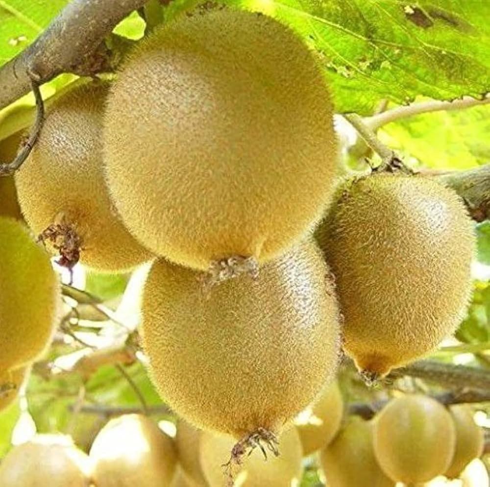 Kiwi Seeds Actinidia deliciosa for Planting in Urban Garden Fruit Seeds for Home Gardens, Containers & Outdoor Growing