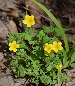 Oxalis Laciniata Oxalis spp Flower Seeds for Planting in Flower Bed Heirloom Non-GMO Seeds