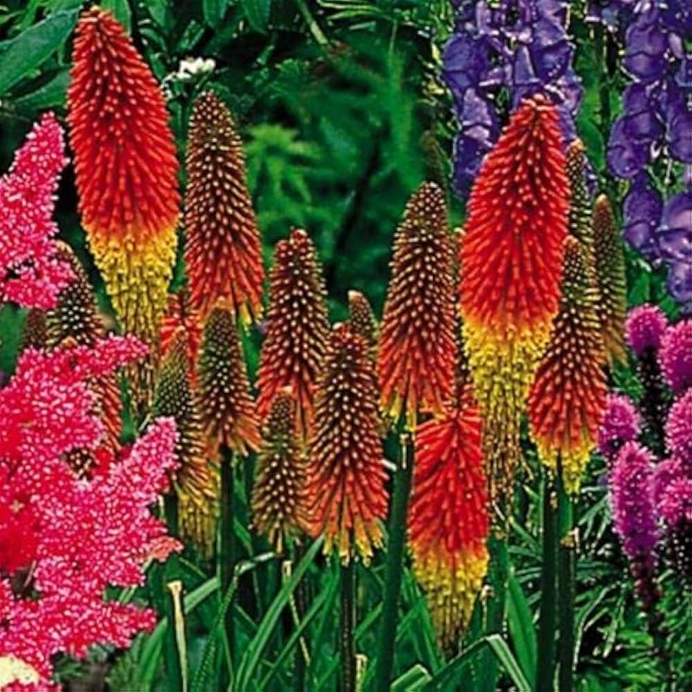 Mixed Torch Lily Kniphofia Uvaria Flower Seeds for Planting Heirloom Non-GMO Seeds