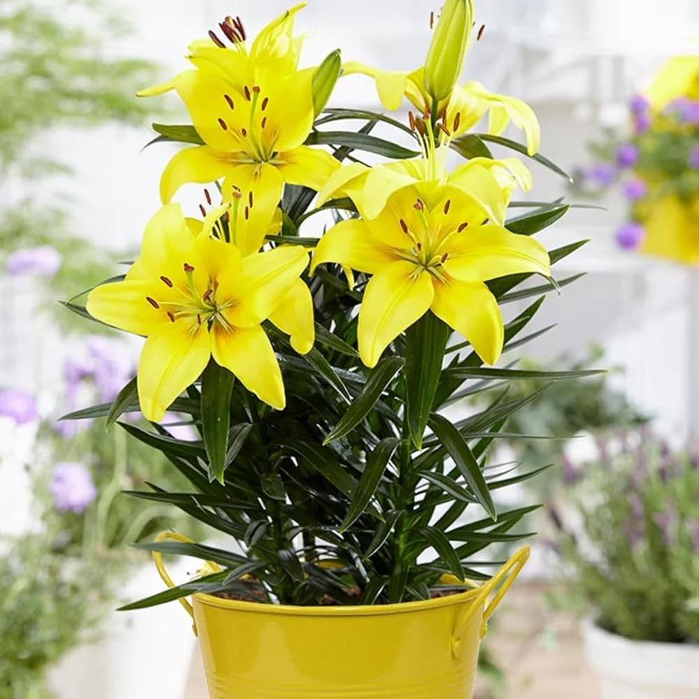 Elegant Lily Plant Seeds Lilium for Planting in Flower Bed & Garden Heirloom Non-GMO Seeds