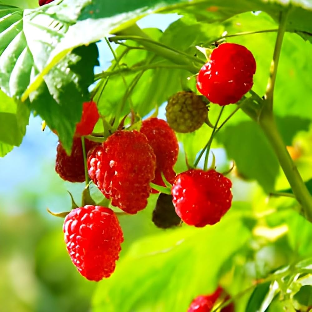 Raspberry Seeds for Planting Rubus idaeus for vegetable patches and home orchards Perennial Fruit Seeds for Home Gardens, Raised Beds & Containers