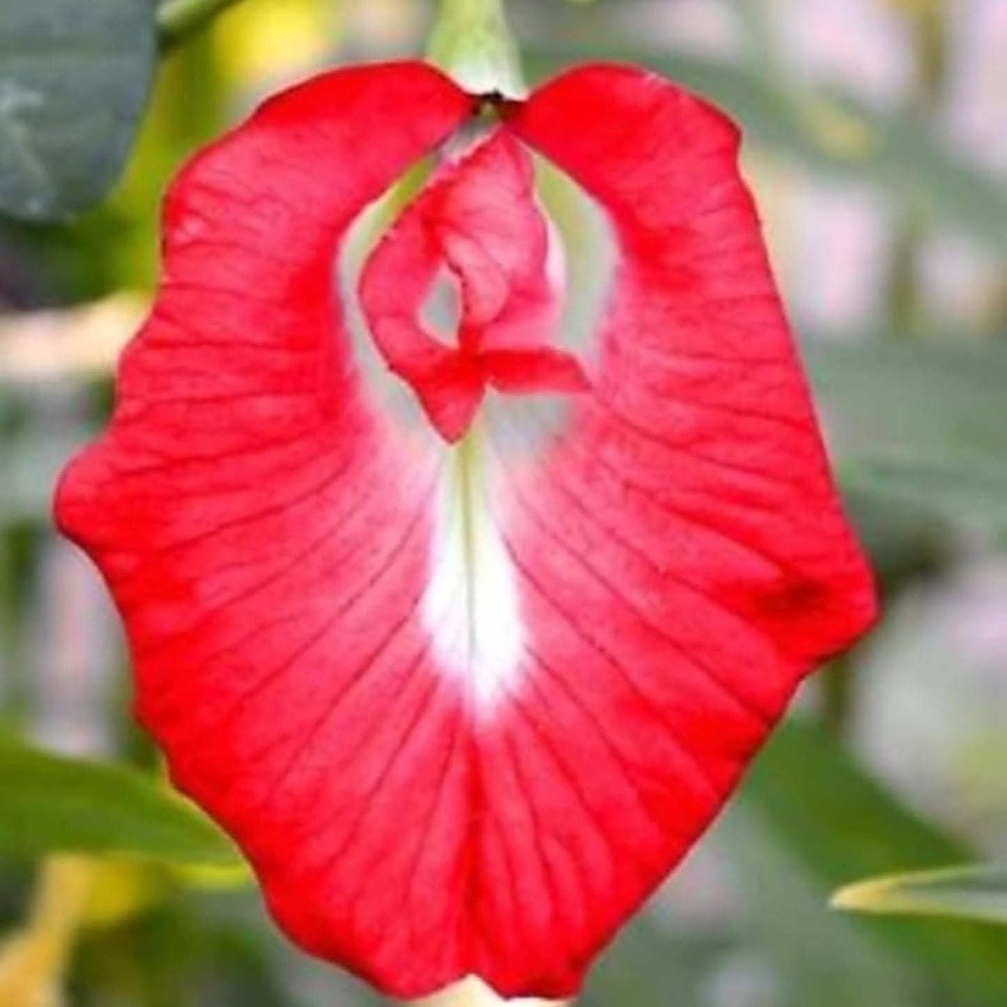 Schmetterlingsiris Iris germanica Flower Seeds for Planting in Flower Bed Heirloom Non-GMO Seeds