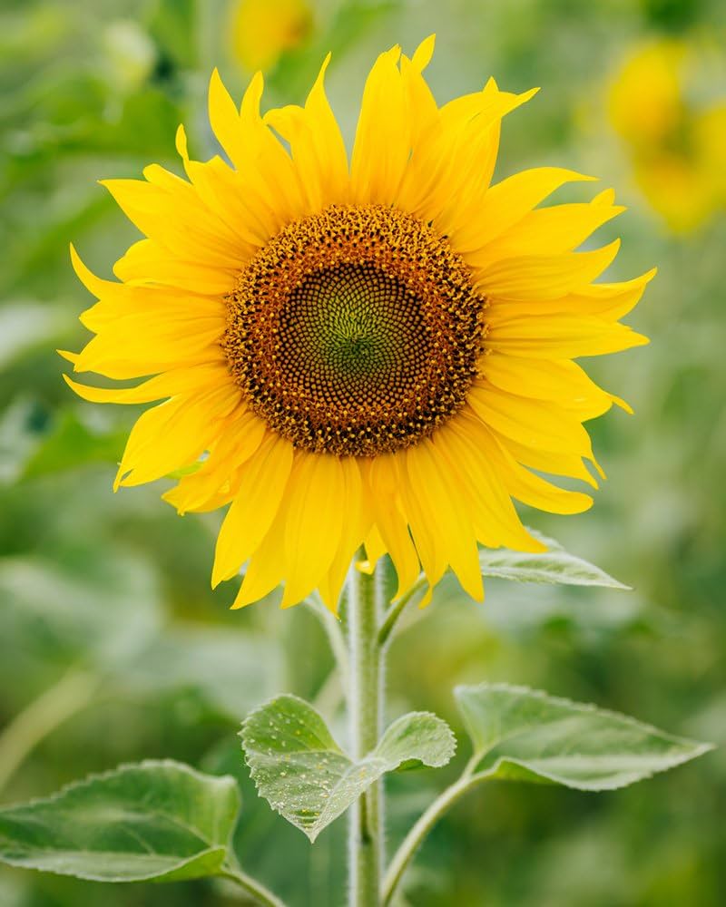 Kong Giant Sunflower Seeds for Planting Helianthus annuus for flower beds and gardens Heirloom Non-GMO Seeds