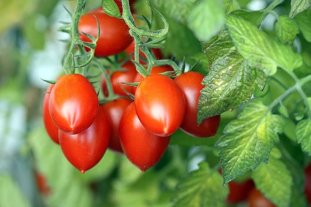 Long Cluster Tomato Seeds for Planting Solanum lycopersicum for vegetable patches and home gardens for Planting, Premium