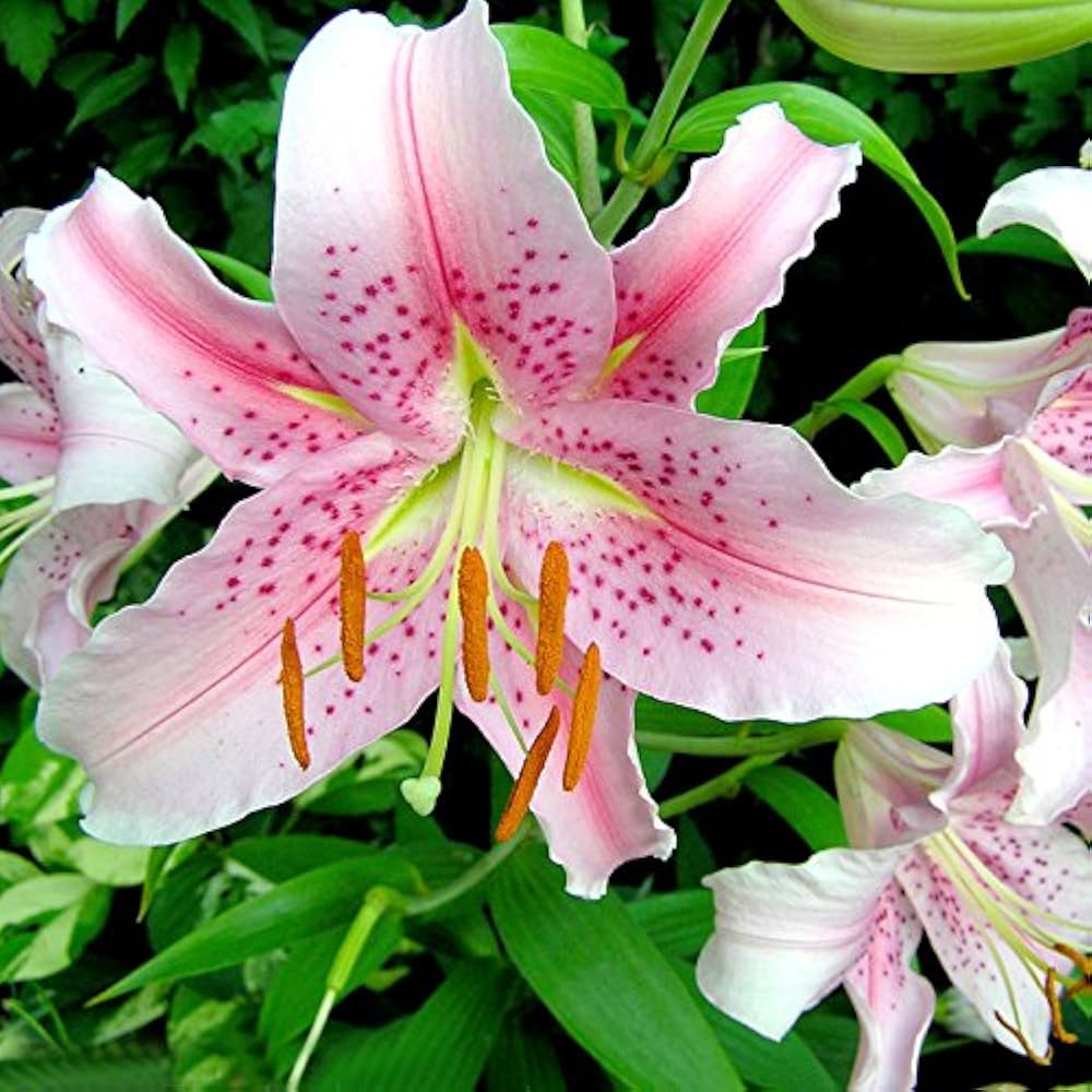 Pink Dot Lilium Brownii Seeds for Planting in Flower Bed & Garden Heirloom Non-GMO Seeds