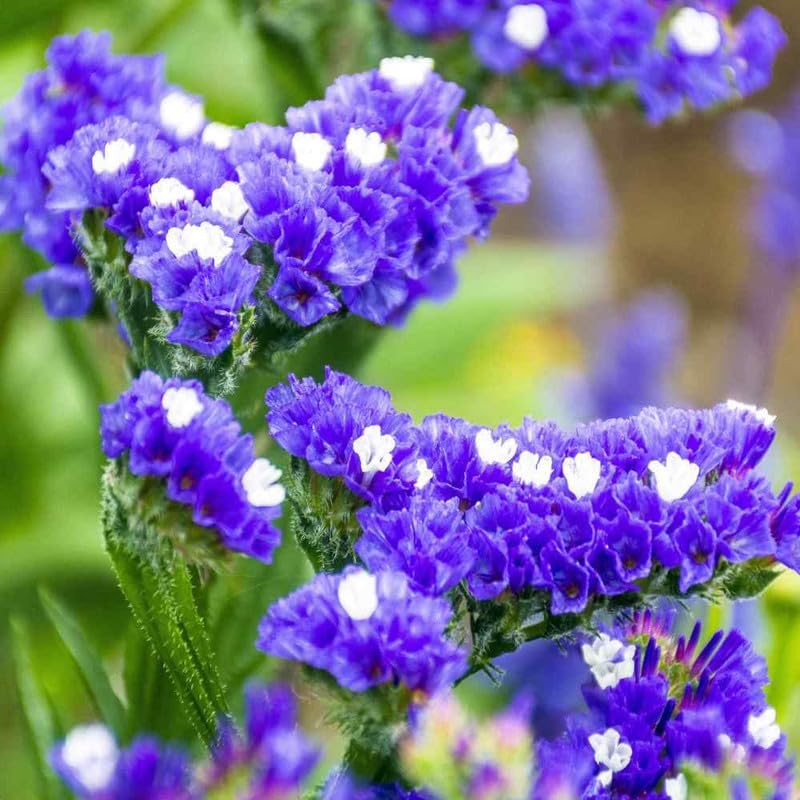 Limonium Seeds for Planting Limonium spp. for flower beds and decorative gardens Heirloom Non-GMO Seeds