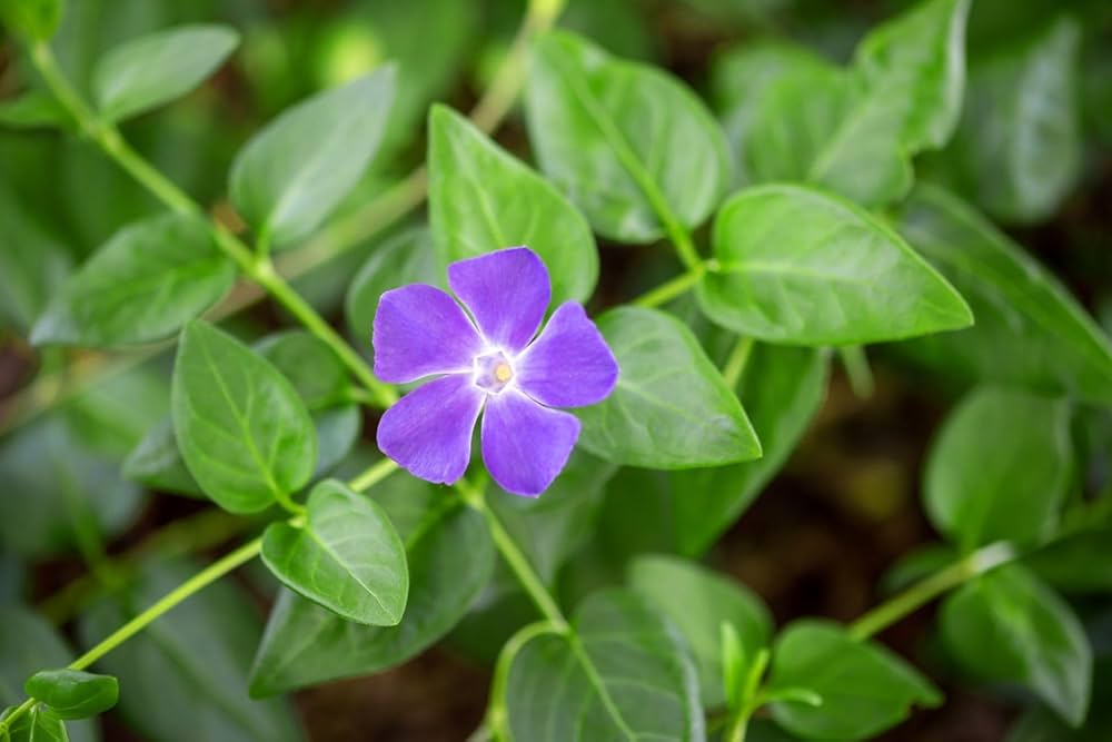 Catharanthus Roseus Periwinkle Seeds for Planting in Flower Bed Heirloom Non-GMO Seeds
