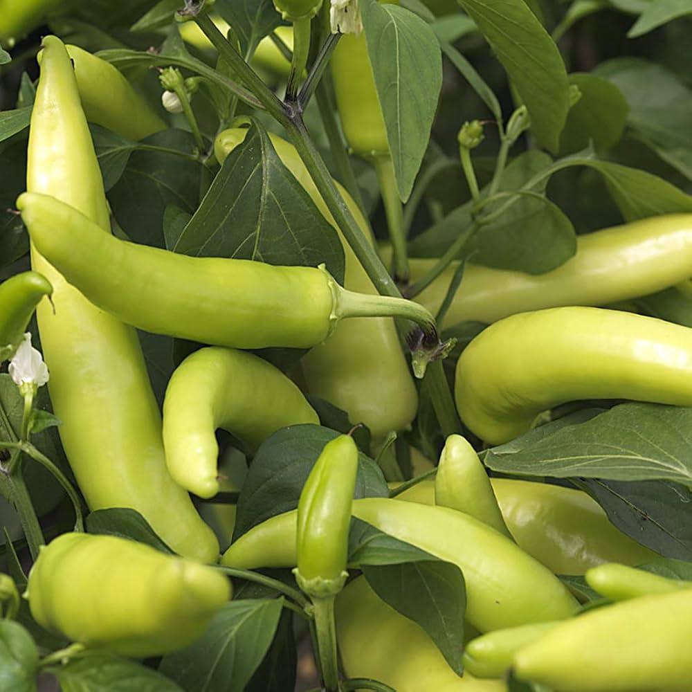 Sweet Tizenegyes Hungarian Pepper Capsicum annuum Seeds for Planting in Vegetable Patch for Planting, Premium Vegetable