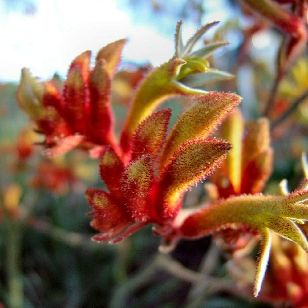 Kangaroo Paw Anigozanthos spp. Plant Seeds for Planting in Flower Bed Heirloom Non-GMO Seeds