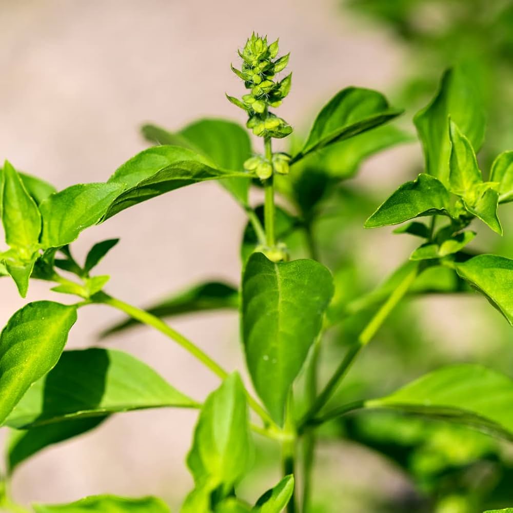Lemon Basil Seeds for Planting - Great for Herb Garden & Vegetable Patch for Planting, Premium Seeds | Heirloom Non-GMO