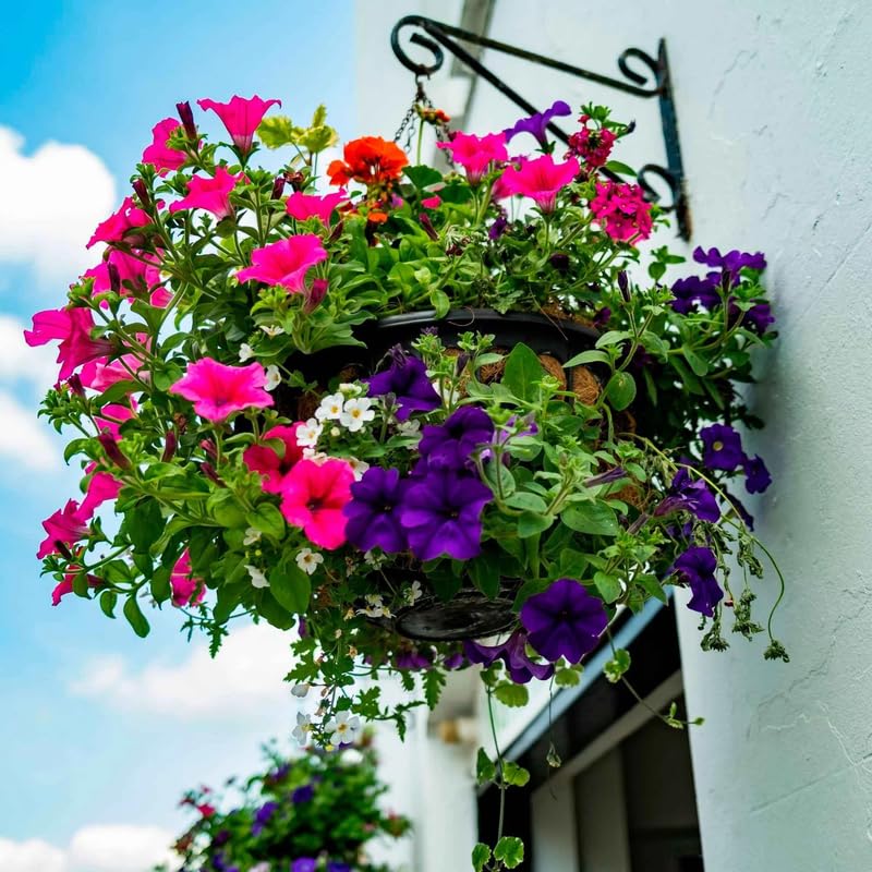 Mexican Pansy Turnera ulmifolia Seeds for Planting in Flower Beds Heirloom Non-GMO Seeds