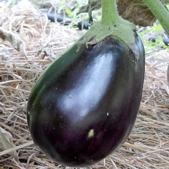 Eggplant Solanum melongena Seeds for Planting in Vegetable Patch & Garden for Planting, Premium Vegetable Seeds | Heirlo