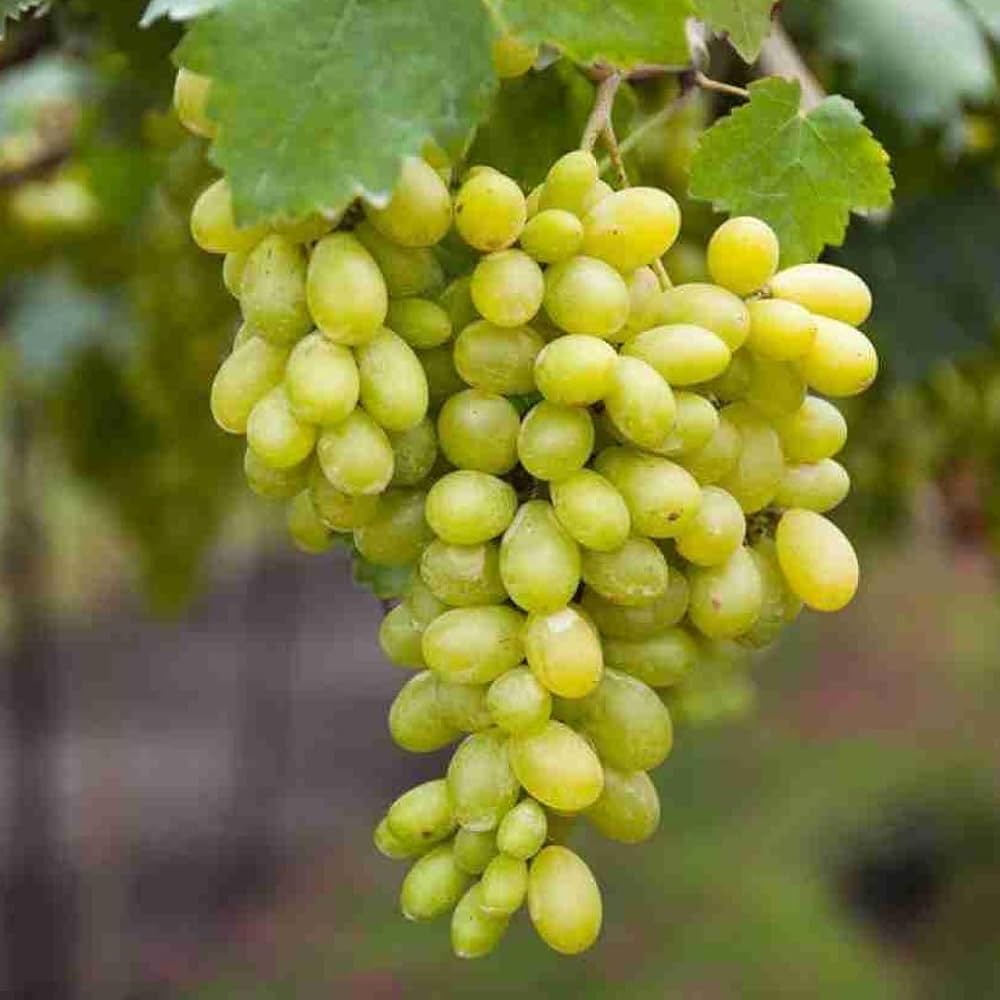 Water Grape Fruit Vitis vinifera Seeds for Planting in Urban Garden Fruit Vine Seeds for Home Gardens, Trellises & Outdoor Growing
