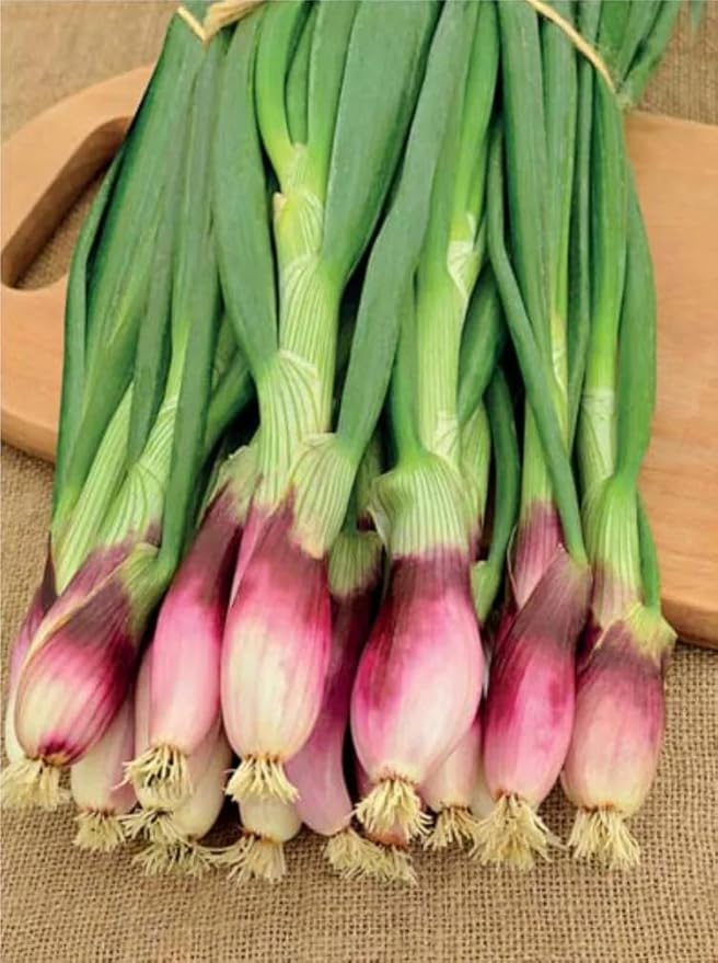 Welsh Onion Vegetable Allium fistulosum Seeds for Planting in Vegetable Patch for Planting, Premium Vegetable Seeds | He