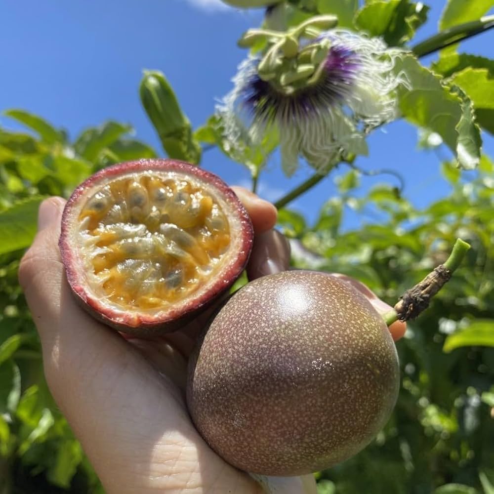 Passion Fruit Seeds Passiflora edulis for Planting in Urban Garden Fruit Seeds for Home Gardens, Containers & Outdoor Growing