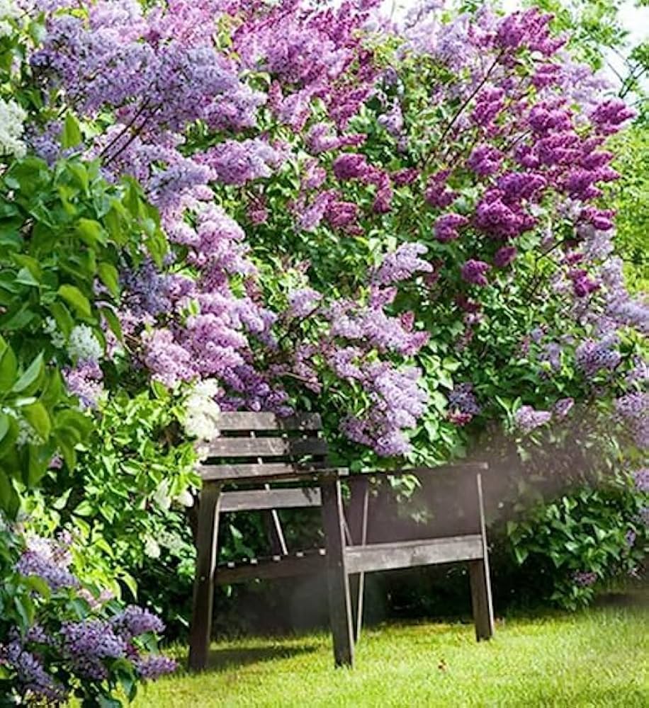 Lilac Seeds for Planting Syringa vulgaris for flower beds and ornamental gardens Heirloom Non-GMO Seeds