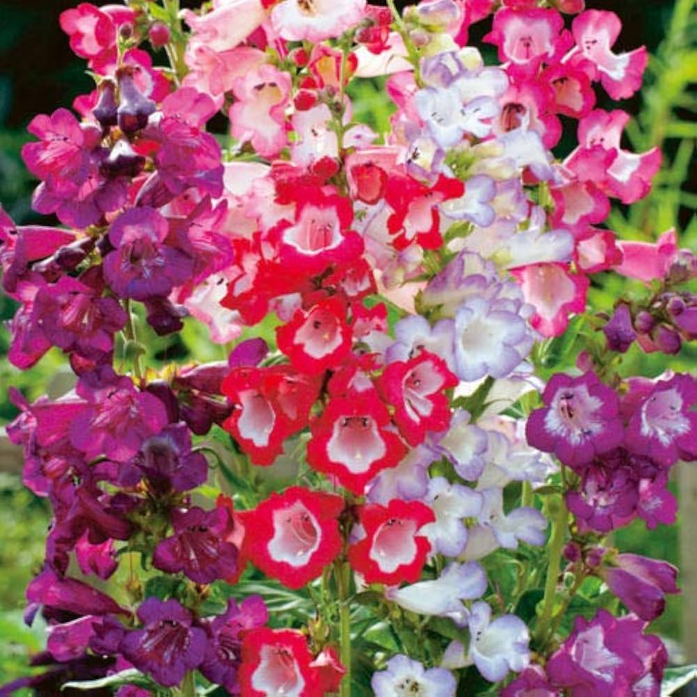 Penstemon Beard Tongue Mixed Flower Seeds for Planting Heirloom Non-GMO Seeds