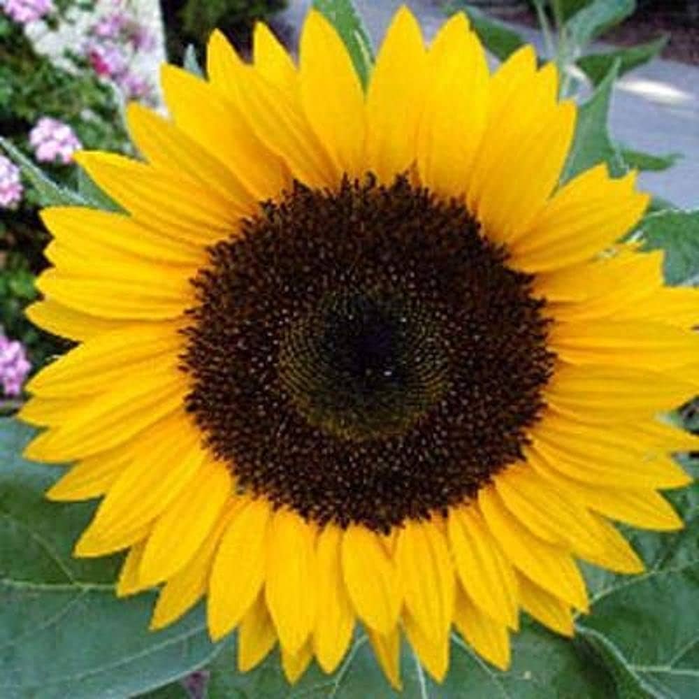 Little Becka Sunflower Helianthus annuus Seeds for Planting in Flower Bed Heirloom Non-GMO Seeds