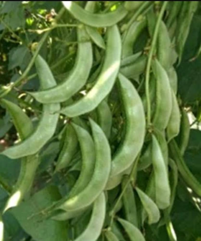 Hyacinth Bean Seeds for Planting Lablab purpureus for vegetable patches and home gardens Heirloom Non-GMO Seeds