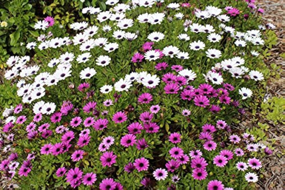 Osteospermum Mixed African Daisy Flower Seeds for Planting Heirloom Non-GMO Seeds