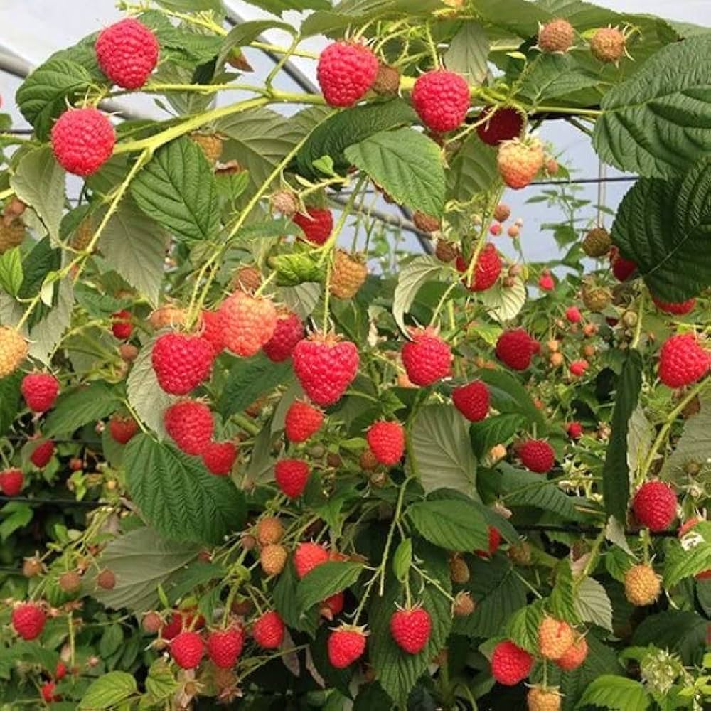 Raspberry Plant Seeds Rubus idaeus for Planting in Home Garden Perennial Fruit Seeds for Home Gardens, Raised Beds & Containers