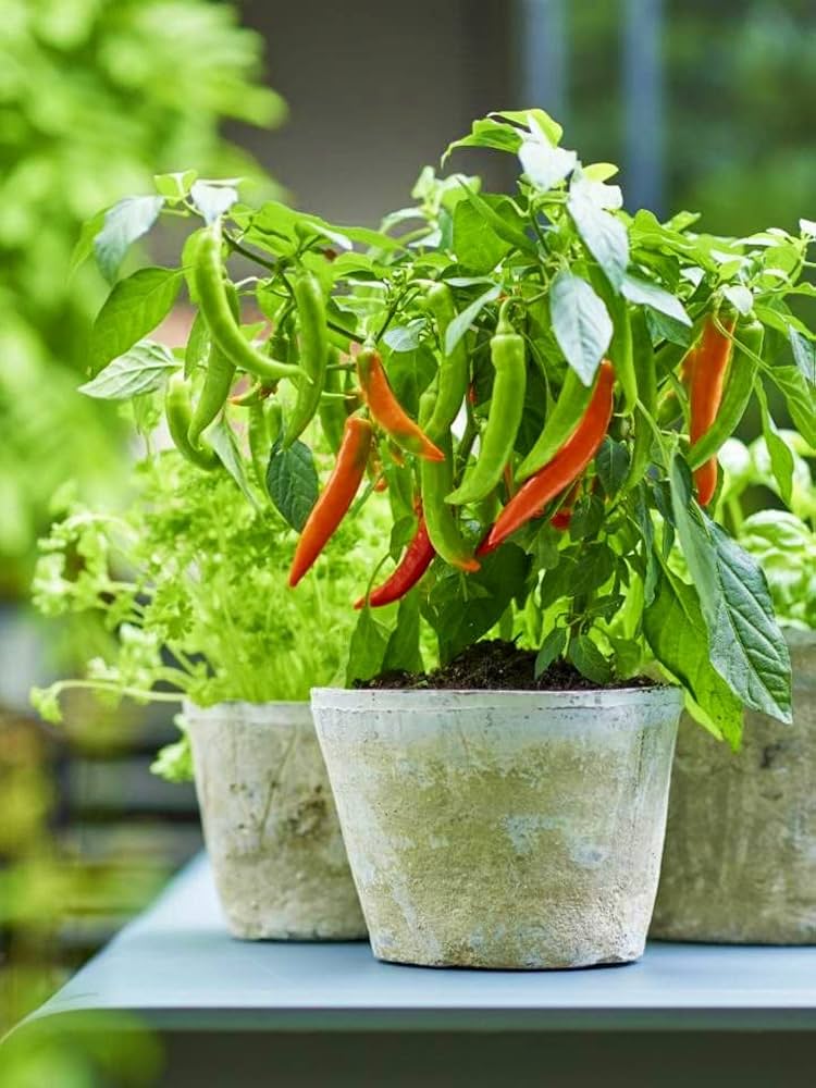 Pusa Jwala Pepper Seeds Capsicum annuum for Planting in Vegetable Patch for Planting, Premium Vegetable Seeds | Heirloom