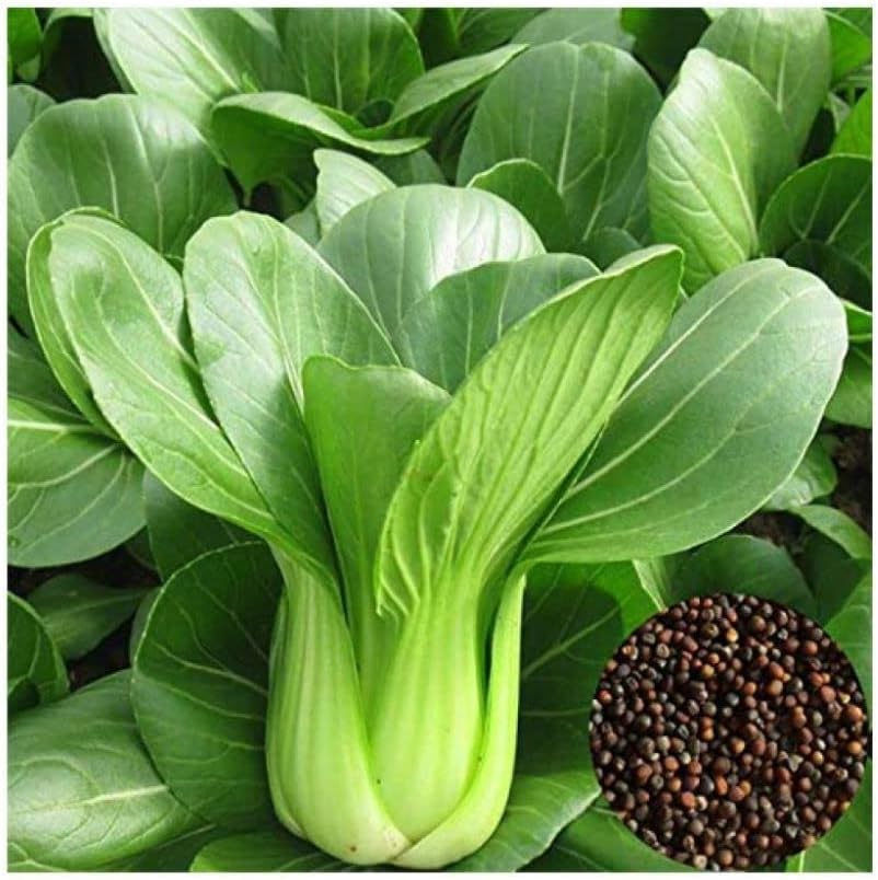 Canton Bok Choy (Pak Choi) Brassica rapa Seeds for Planting Heirloom Non-GMO Seeds