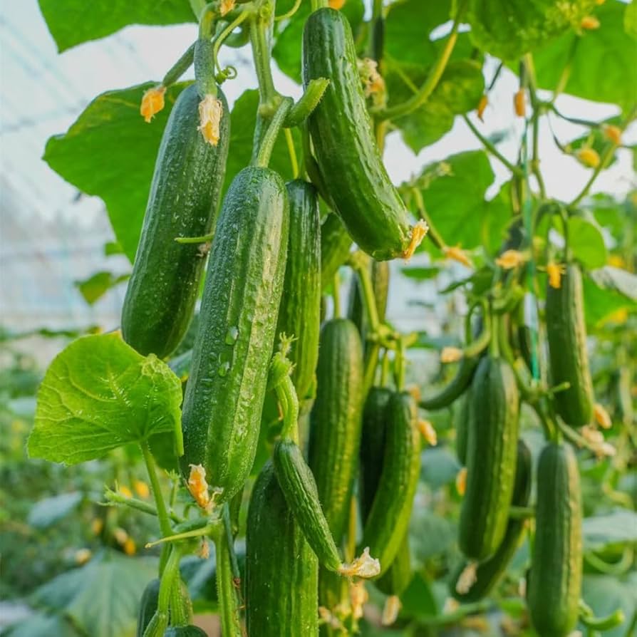 Eureka Cucumber Seeds for Planting Cucumis sativus for vegetable patch and home gardens for Planting, Premium Vegetable