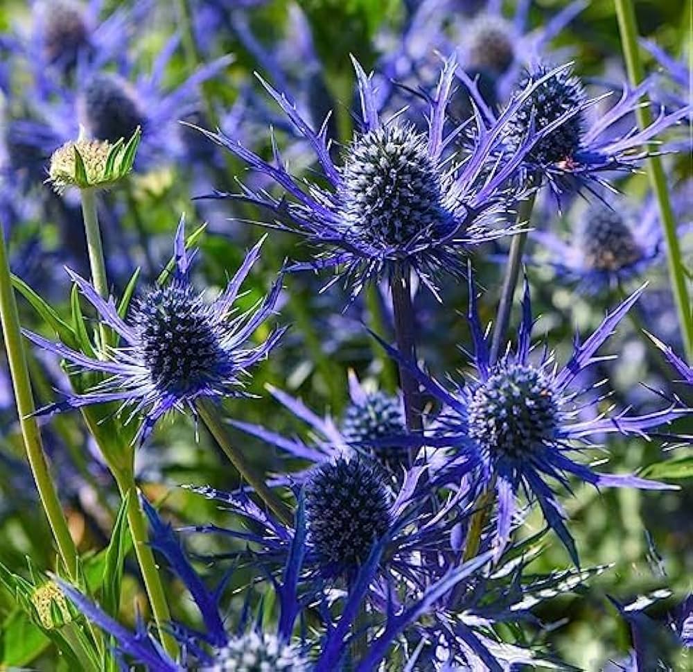 Eryngium Seeds for Planting Eryngium planum for flower beds and coastal gardens Heirloom Non-GMO Seeds