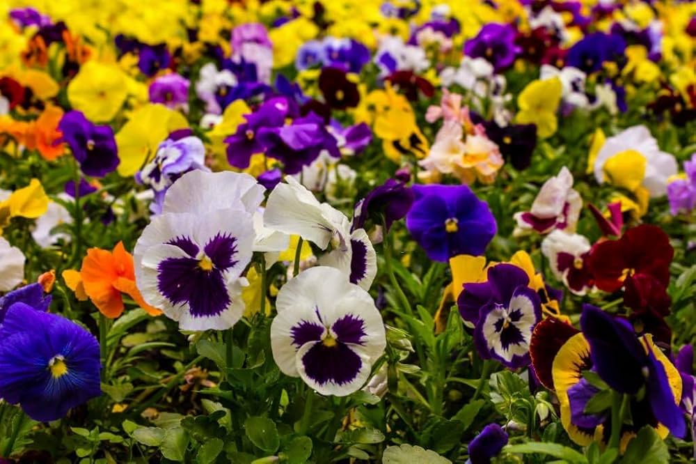 Pansy Viola Tricolor Mixed Flower Seeds for Planting Heirloom Non-GMO Seeds