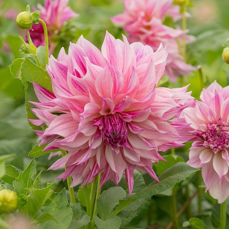 Dahlia Pinnata Seeds for Planting Dahlia pinnata for flower beds and summer gardens Heirloom Non-GMO Seeds