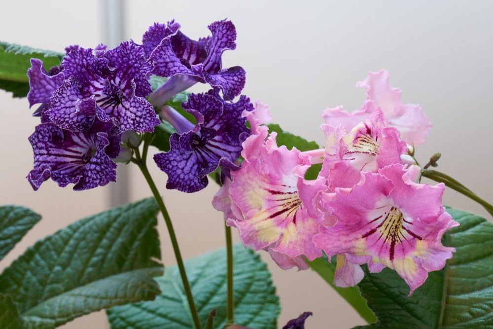 Italy Cape Primrose Streptocarpus spp Flower Seeds for Planting in Indoor Garden and Containers Heirloom Non-GMO Seeds