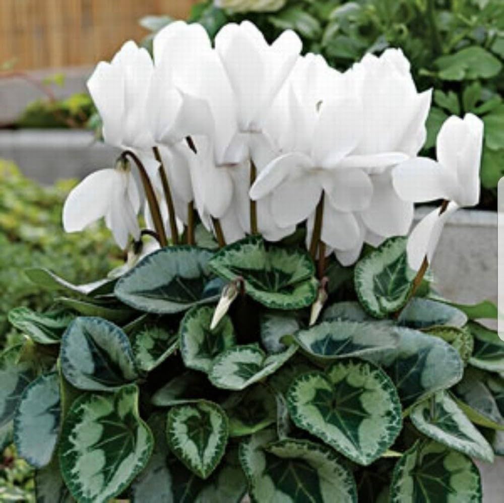 Cyclamen Seeds for Planting Cyclamen persicum for winter gardens and flower beds Heirloom Non-GMO Seeds