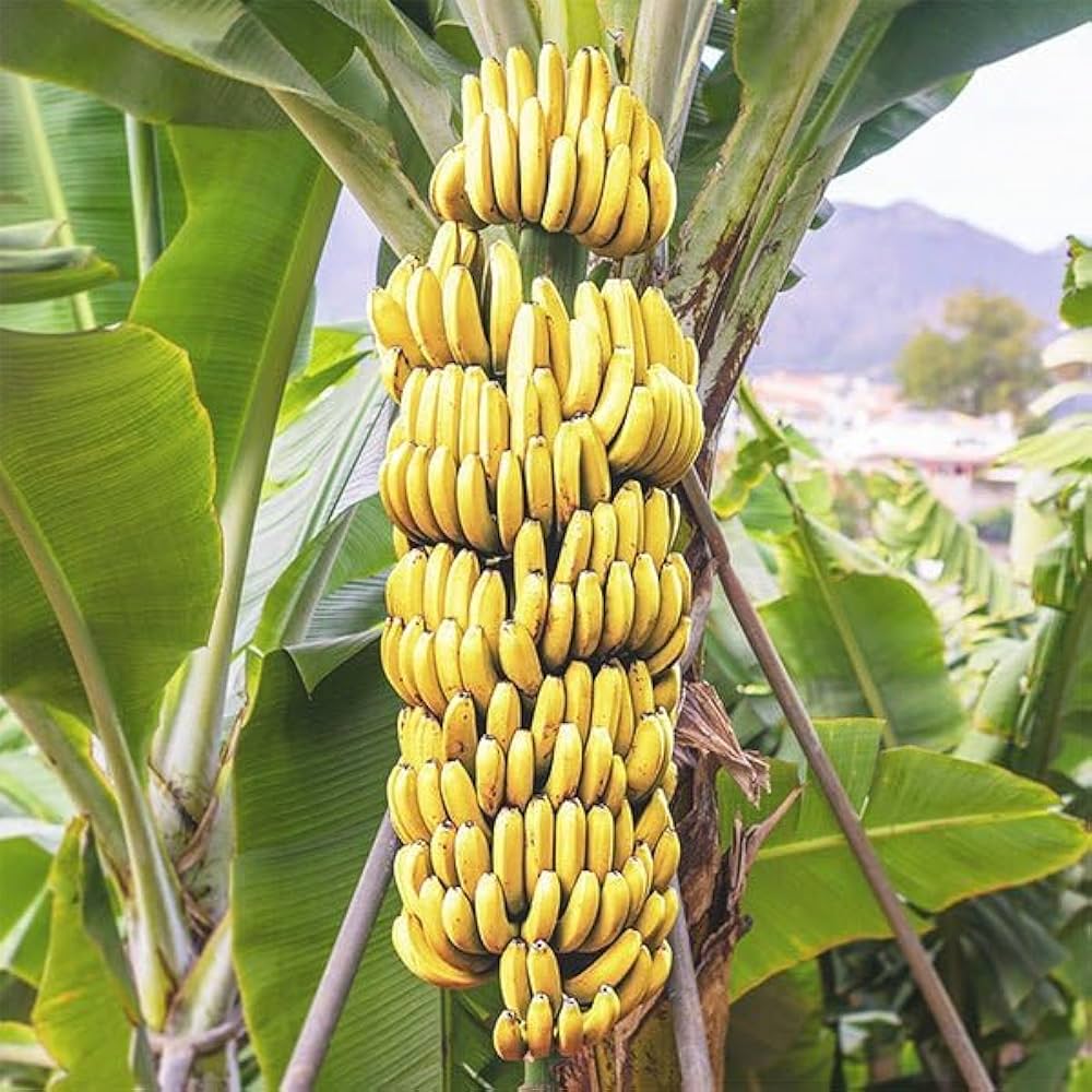 Snow Banana Musa spp. Seeds for Planting in Tropical Garden Tropical Fruit Seeds for Home Gardens, Containers & Outdoor Growing