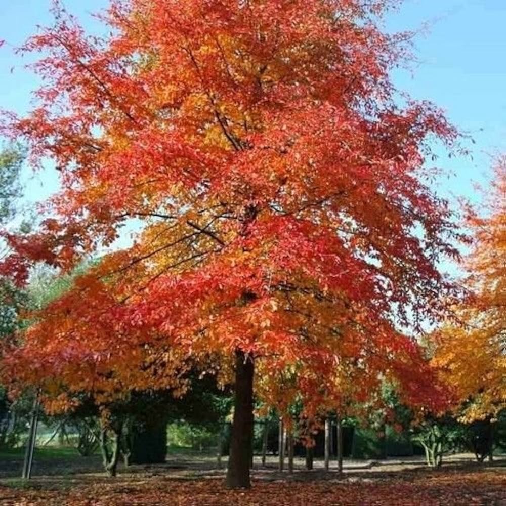 Nyssa Sylvatica Tree Seeds for Planting Nyssa sylvatica for urban gardens and wildlife habitats Heirloom Non-GMO Seeds